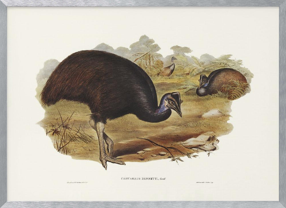 Bennett's Cassowary Poster